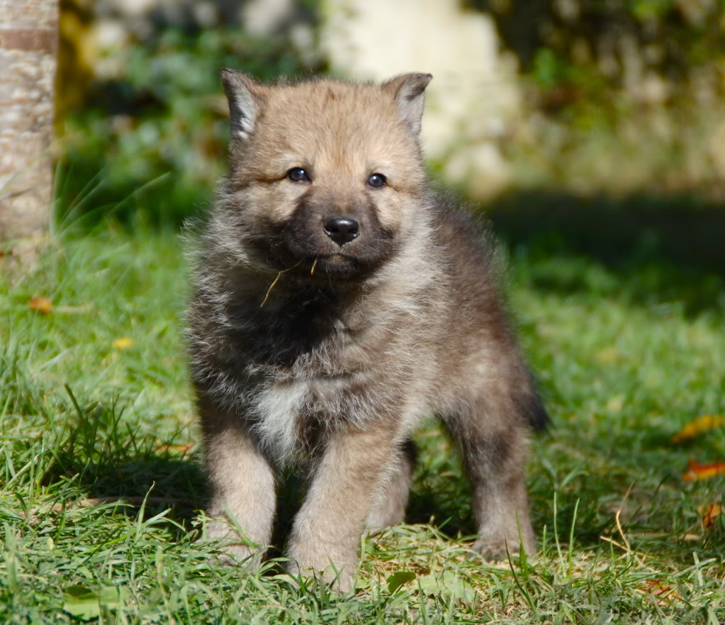 Wolf Cub