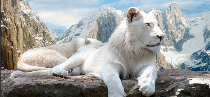 White Lions