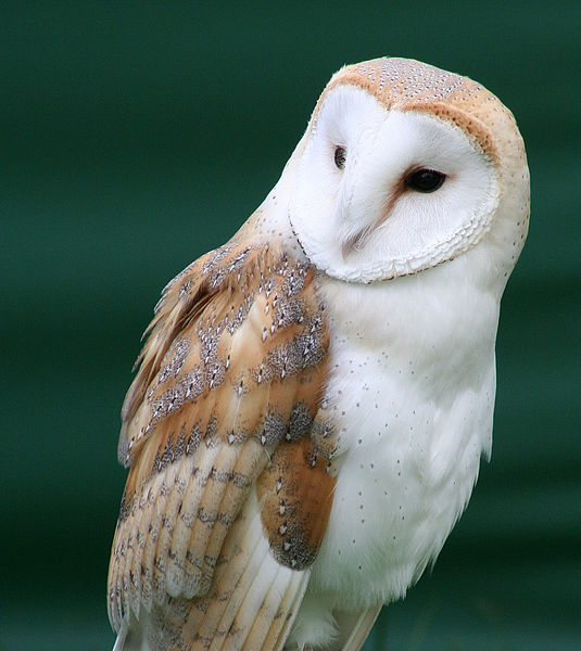 Tyto alba