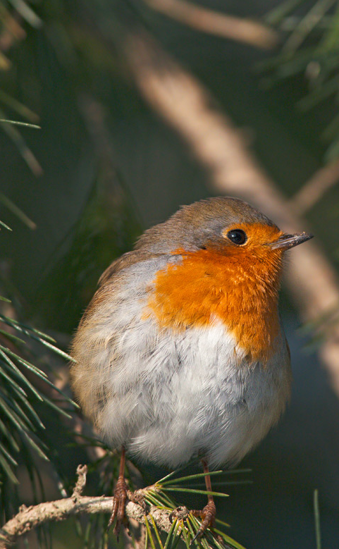 Robin