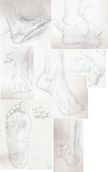 Foot study