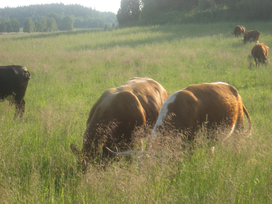 Cows :3