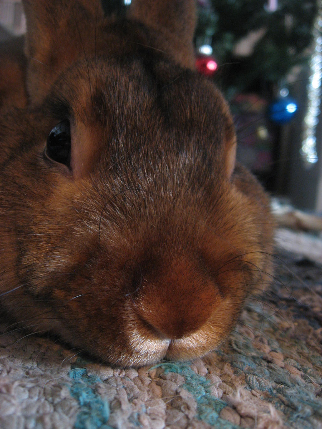 Satin rabbit by Twilightberry on DeviantArt