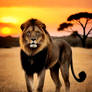 Lion 2 One the African plains 2