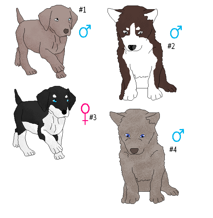 Weimaraner husky online