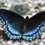 Blue Butterfly