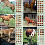Chestnut Horse Colours