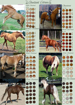 Chestnut Horse Colours