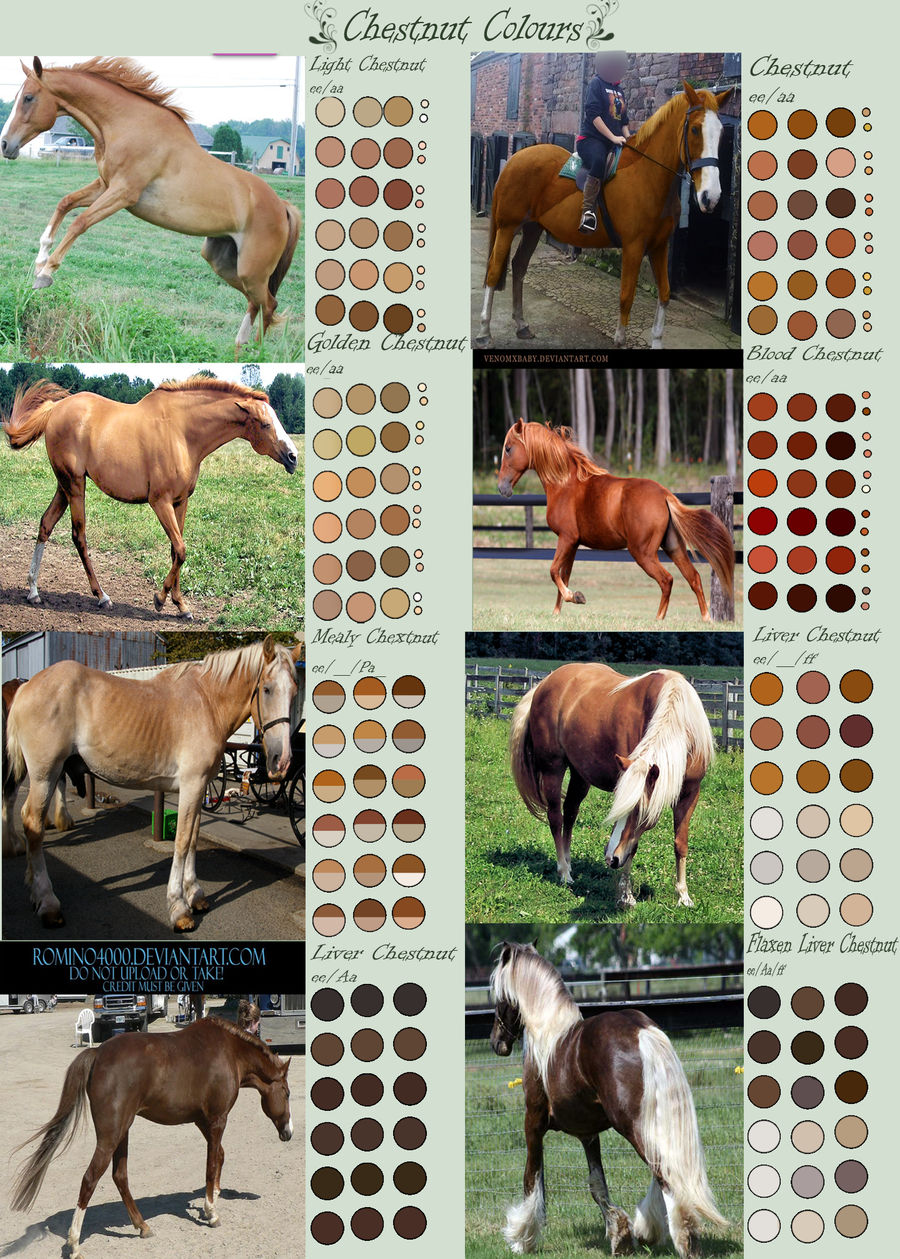 Chestnut Horse Color chestnut-horse-color