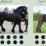Black Horse Colours