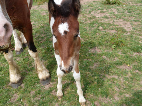 foal stock 8