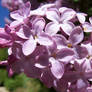 Lilac close-up