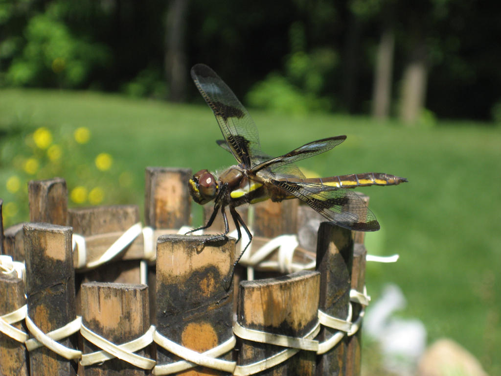Eeeee Insect Eew a bug by Shimmergloom on DeviantArt