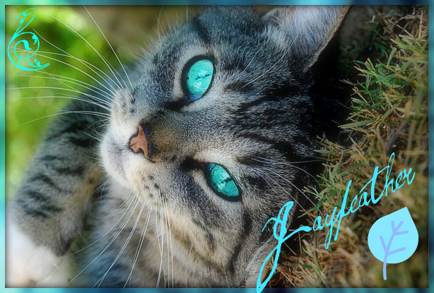 'Jayfeather'