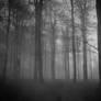 What a Slender Dream...
