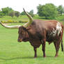 Stock - Ox with big horns