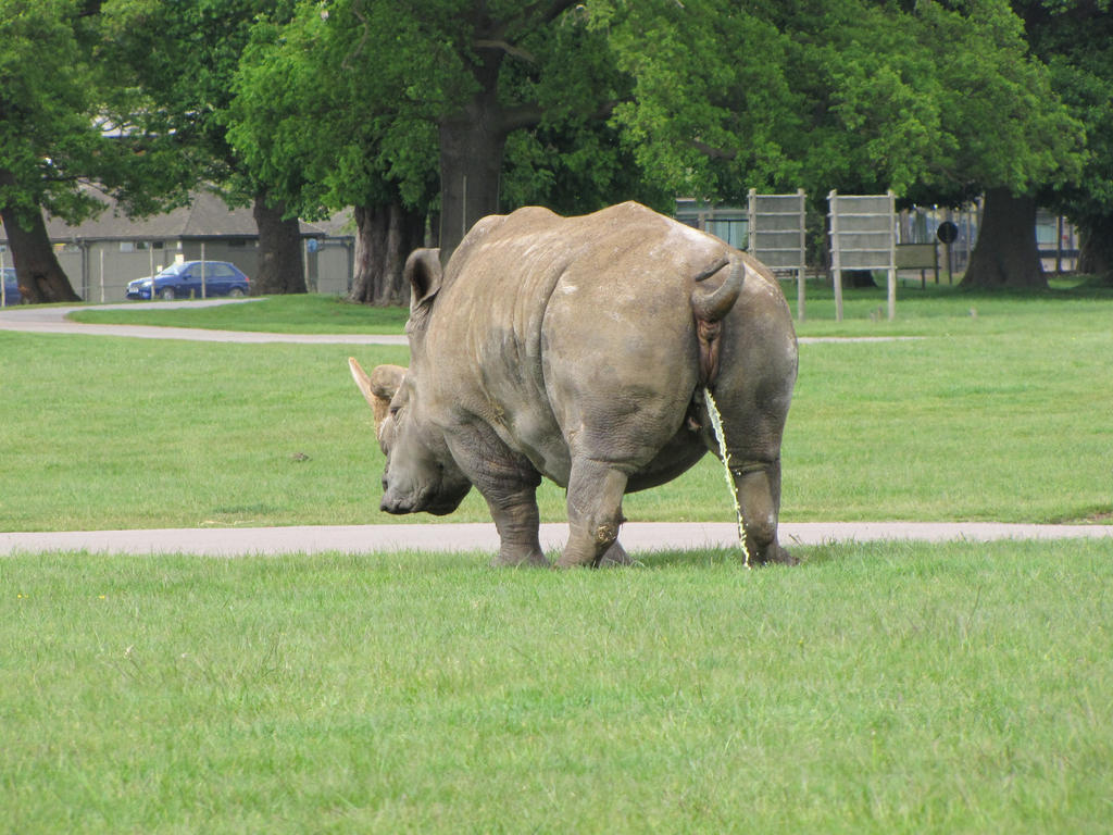 Stock: Rhinoceros having a wee