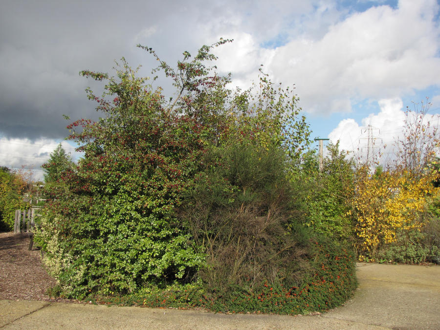 Stock - Autumn Shrubs