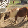 Stock - Shetland Pony