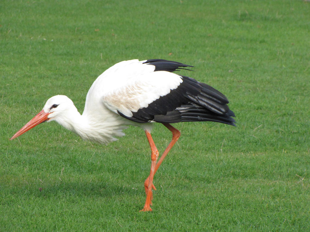 Stock - Stork