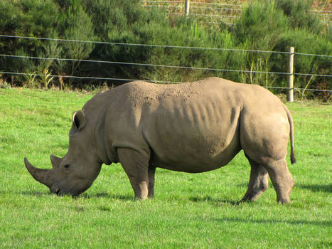 Rhinoceros stock - 1