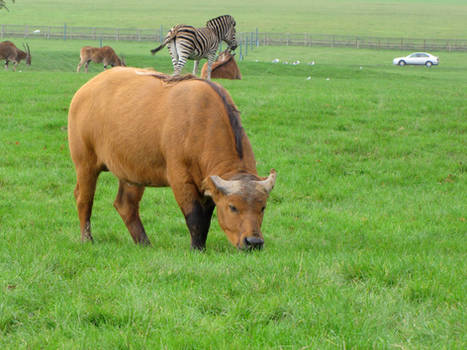 Small breed cow - stock