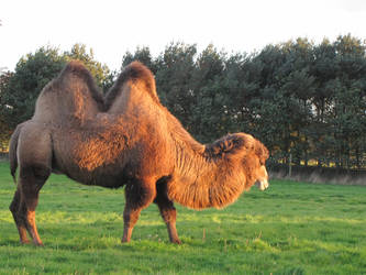 Camel stock - 1