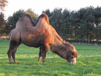 Camel - stock 2