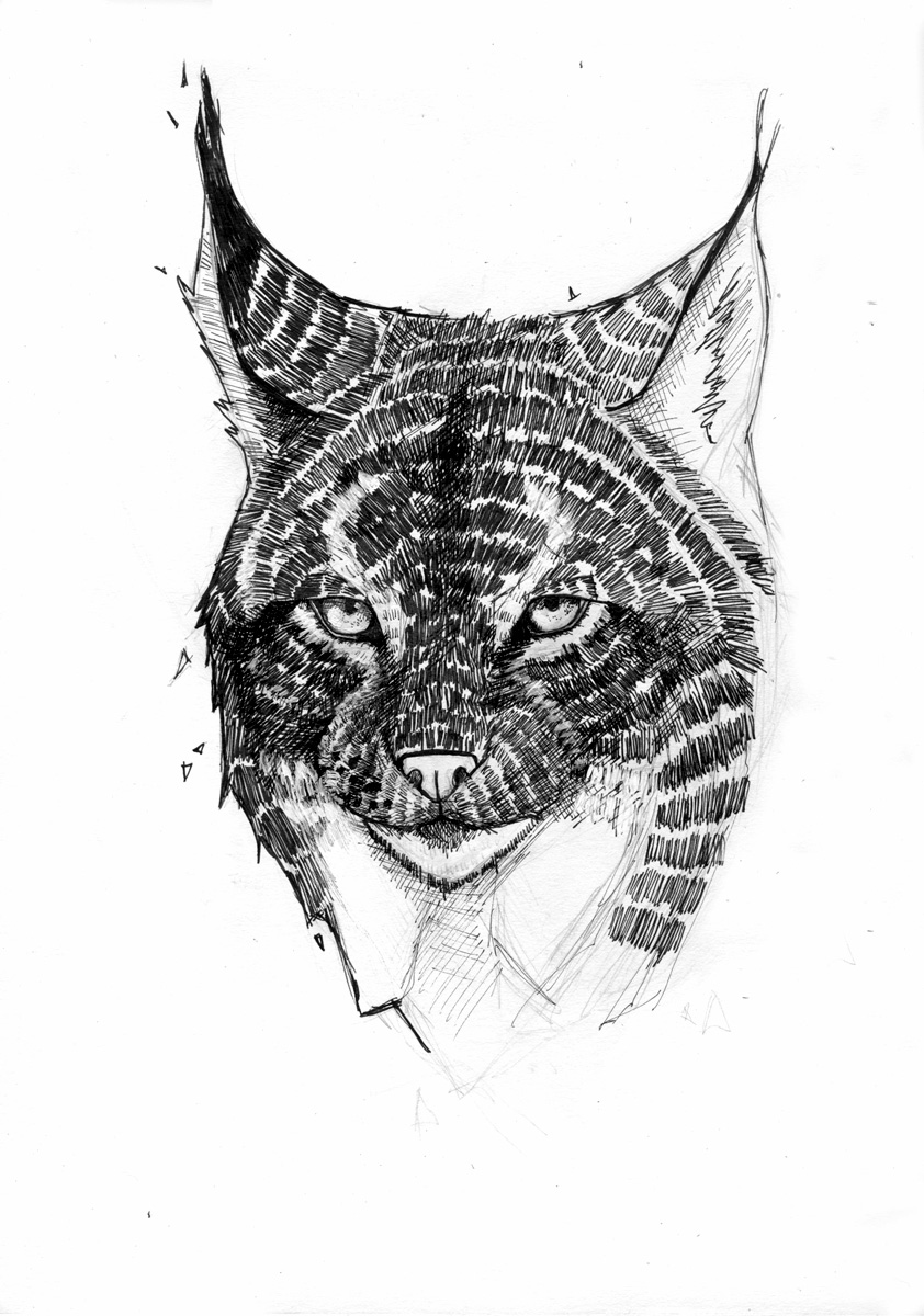 Lynx - Ink