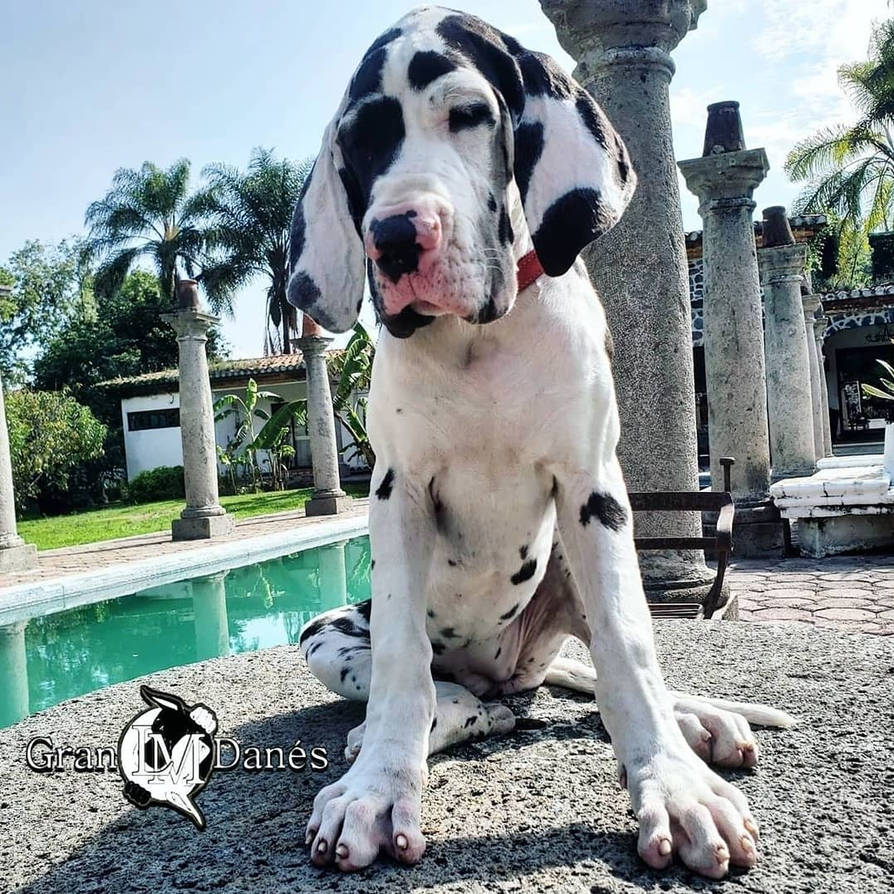 Cachorro Gran Danes Arlequin By Grandaneslm On DeviantArt cachorro-gran-danes-arlequin-by-grandaneslm-on-deviantart