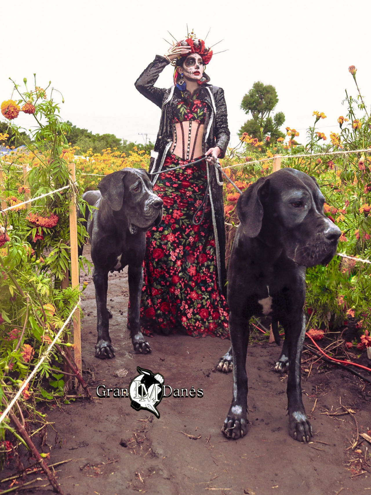 Gran Danes LM Liz Macias perros Catrina atlixco by grandaneslm on