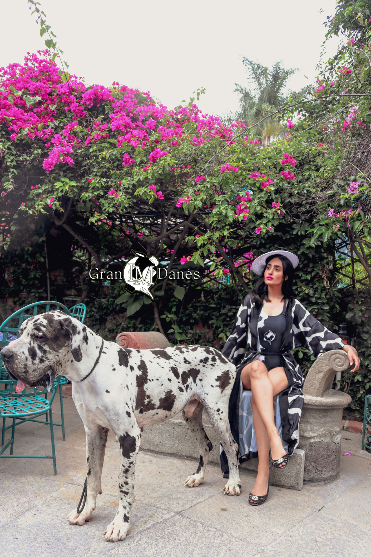Gran Danes arlequin Gran Danes LM Liz Macias by grandaneslm on DeviantArt