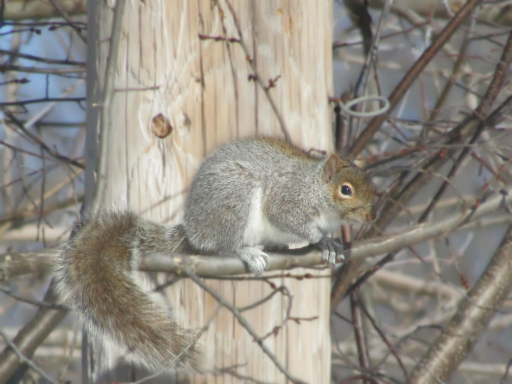 Curious Squirrel