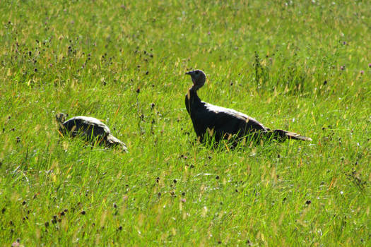 Wild Turkeys