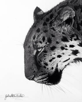 Amur Leopard