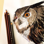 European Eagle Owl by GabrielleC-Drawings