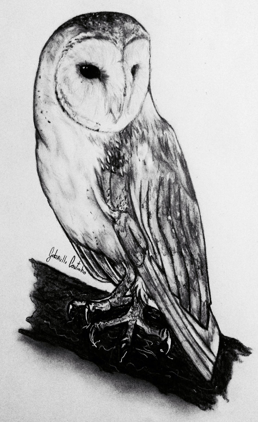 Barn Owl in Pencil