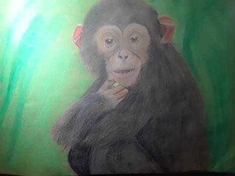 Chimpanzee