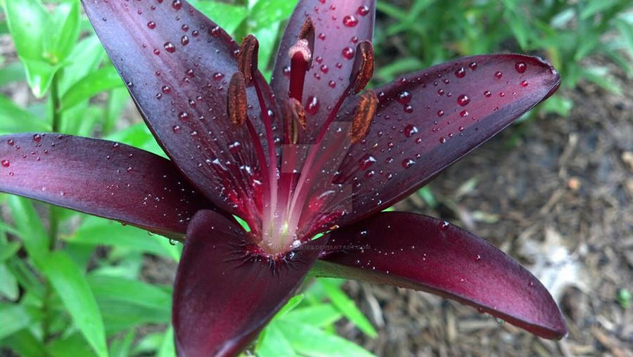 Dark Red Lily