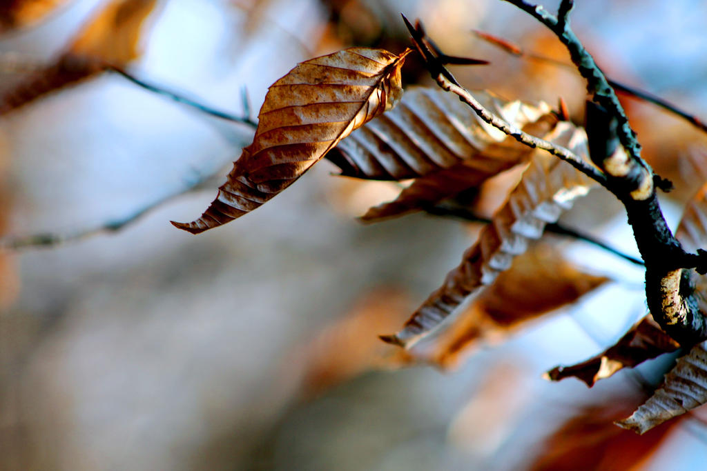 I am a leaf on the wind. Watch how I soar.