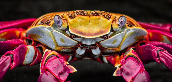 Sally Lightfoot Crab