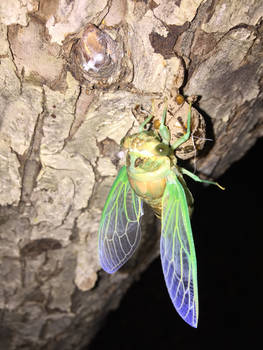 PICTO-Green-Winged Cicada