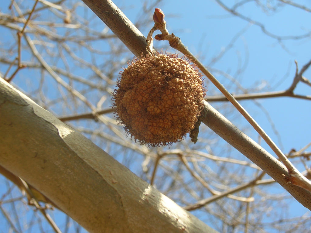 Monkyball Tree Monkey ball by Danarchy87 on DeviantArt