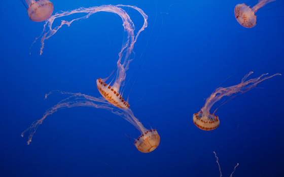 Jellyfish No. 1