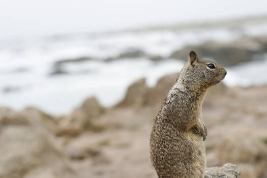 A Friendly Squirrel