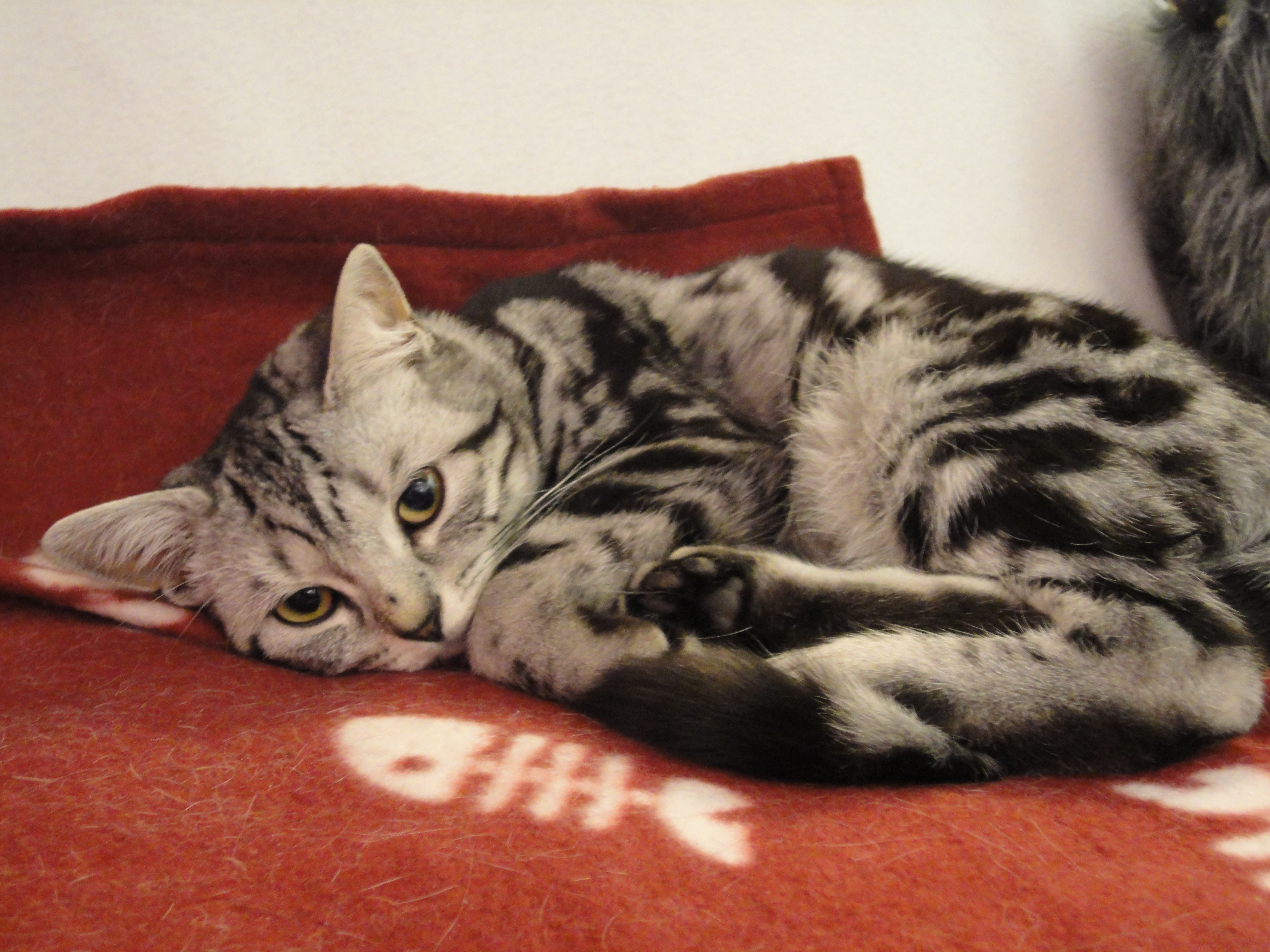 silver tabby