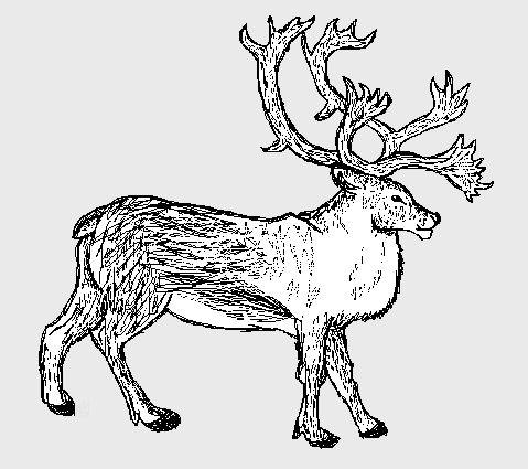 Caribou Drawing by Kuna-Hero on DeviantArt