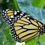 Butterfly in new zealand