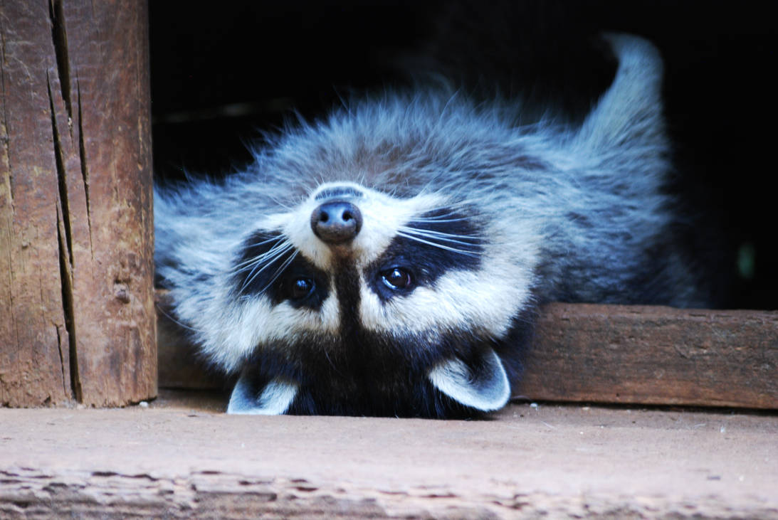 Raccoon by sharphedgehog on DeviantArt