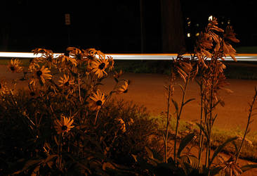 Front Yard at Night